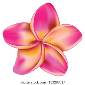 Pink plumeria, frangipani tropical flower on white background.