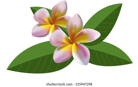 Pink plumeria with leaves