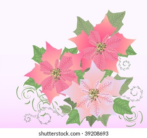 Pink  Poinsettia.