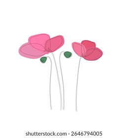 Papoilas cor-de-rosa florescem sobre um fundo branco