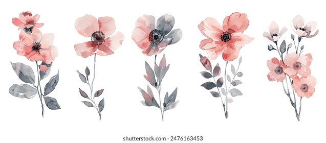 Flor de amapola rosa acuarela ilustración colección de Vector. Pétalos rosados estambres negros flores de amapola aislados en blanco. Conjunto de flores silvestres de prado, plantas florecientes de campo arte de Clip.