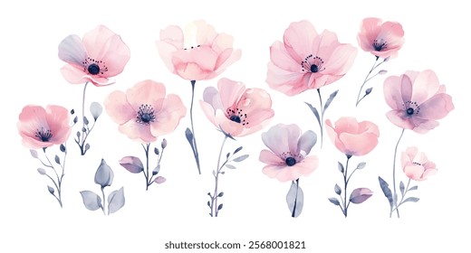 Pink poppy flower watercolor illustration vector collection. Rosy delicate petals black stamens poppy flowers isolated on white. Meadow wild blossom set, field blooming plants clip art.