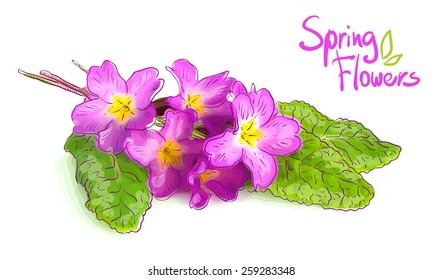 Pink primrose. Vector illustration.