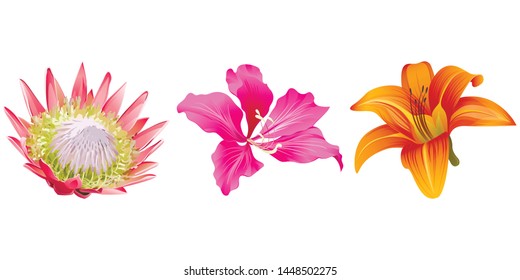 Pink Protea. Pink Bauhinia Purpurea. Orange Daylily. Vector illustration. 