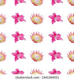 Pink Protea. Pink Bauhinia Purpurea. Vector illustration. 