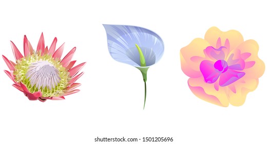 Pink Protea. Blue Anthurium Tailflower. Yellow Magnolia. Vector illustration. Isolated illustration element. Floral botanical flower. Wild leaf wildflower isolated. Exotic tropical hawaiian jungle.