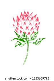 Pink protea flower. Hand drawn vector illustration. Botanical art.