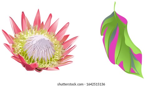 Pink Protea. Green Dracaena. Vector illustration. Isolated illustration element. Floral botanical flower. Wild leaf wildflower isolated. Exotic tropical hawaiian jungle.