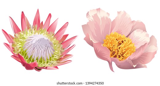 Pink Protea. Pink peony. Vector illustration. Floral botanical flower. Wild leaf wildflower isolated. Exotic tropical hawaiian jungle. Isolated illustration element.