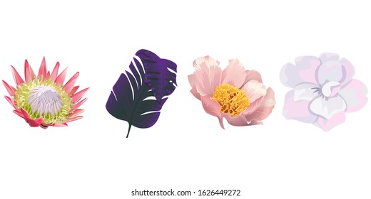 Pink Protea. Purple Banana Leaf. Pink Peony. White Camellia. Vector illustration. Isolated illustration element. Floral botanical flower. Wild leaf wildflower isolated. Exotic tropical hawaiian.