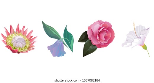 Pink Protea. Purple Bllflower. Pink Balsam. White Hibiscus. Vector illustration. Isolated illustration element. Floral botanical flower. Wild leaf wildflower isolated. Exotic tropical hawaiian.