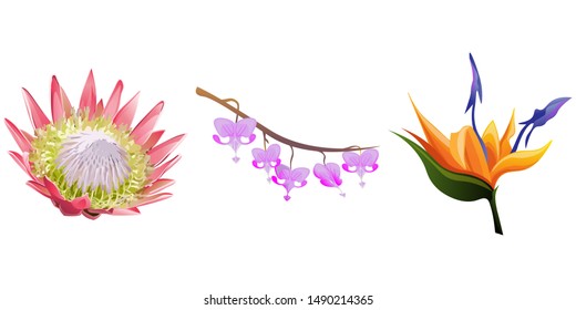 Pink Protea. Purple Komakusa. Orange Strelitzia. Vector illustration. Isolated illustration element. Floral botanical flower. Wild leaf wildflower isolated. Exotic tropical hawaiian jungle.