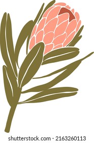 Pink Protea Realistic Vector illustration. Tropical flower blossom. Exotic summer plant branch illustration isolated on white. Beautiful drawing foliage art