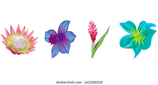 Pink Protea. Red and Pink Ginger. Green Plumeria. Vector illustration. Isolated illustration element. Floral botanical flower. Wild leaf wildflower isolated. Exotic tropical hawaiian jungle.
