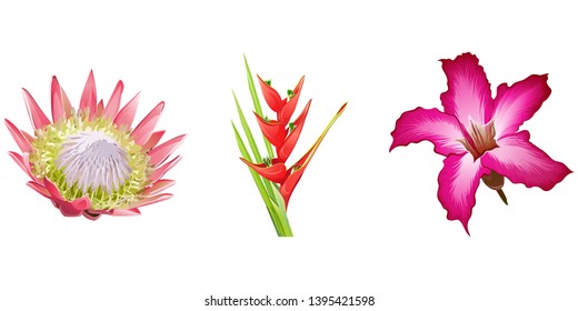 Pink Protea. Red Heliconia bihai. Pink adenium. Vector illustration. Floral botanical flower. Wild leaf wildflower isolated. Exotic tropical hawaiian jungle. Isolated illustration element.
