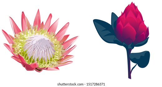 Pink Protea. Red Vriesea. Vector illustration. Isolated illustration element. Floral botanical flower. Wild leaf wildflower isolated. Exotic tropical hawaiian jungle.