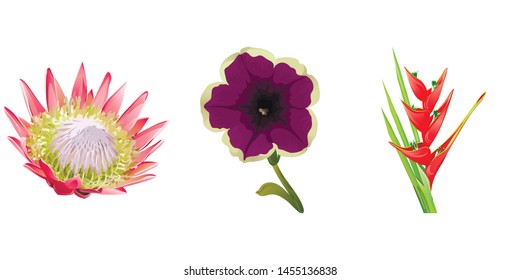 Pink Protea. Violet Petunia. Red Heliconia Bihai. Vector illustration. 