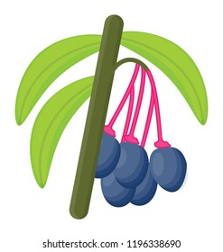 
Pink purple berries with tree known as saskatoon berries 
