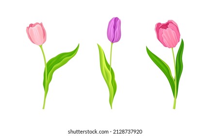 Pink and Purple Blooming Tulips Flowers with Large and Showy Bud on Green Stem Vector Set