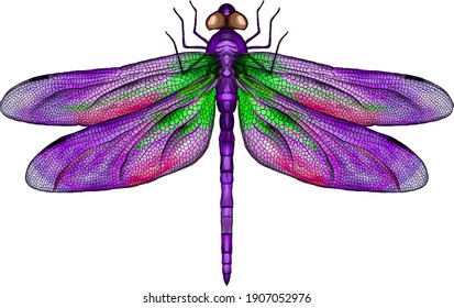 pink and purple dragonfly with delicate wings vector illustration