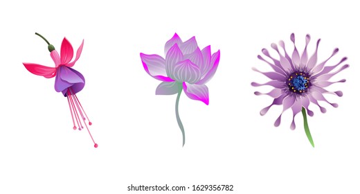 Pink and Purple Fuchsia Bella. Purple Lotus. Purple Osteospermum Daisybush. Vector illustration. Isolated illustration element. Floral botanical flower. Wild leaf wildflower isolated. Exotic.