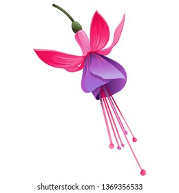 Pink and Purple Fuchsia Bella. Vector illustration. Floral botanical flower. Wild leaf wildflower isolated. Exotic tropical hawaiian jungle. Isolated illustration element.