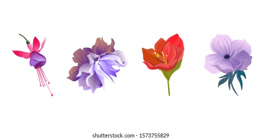 Pink and Purple Fuchsia Bella. Violet Clematis. Red Amaryllis. Violet Anemone. Vector illustration. Isolated illustration element. Floral botanical flower. Wild leaf wildflower isolated. Exotic.