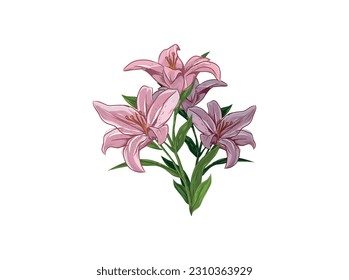 pink and purple lily flower vector illustrations