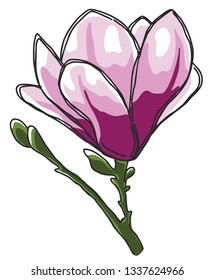 pink purple magnolia flowr - blossom- garden
