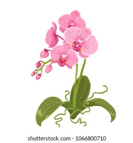 Pink purple orchid phalaenopsis exotic tropical flower inflorescence isolated on white background. Flowering plant with buds, stem, roots, green leaves. Detailed realistic vector design illustration.