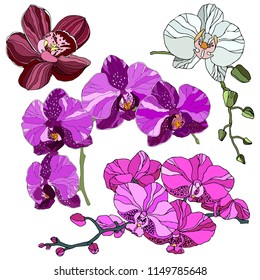 Pink purple orchid phalaenopsis exotic tropical flower inflorescence isolated on white background. Flowering plant with buds, stem, roots, green leaves. Detailed realistic vector design illustration.