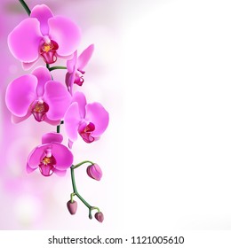 Pink purple orchids flowers on left purple gradient with bokeh background. Vector illustration of realistic orchids flowers in branch isolated.