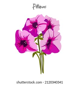 Pink and purple Petunia flowers vector illustration. Summer and Autumn blooming flowers in a small bunch. 