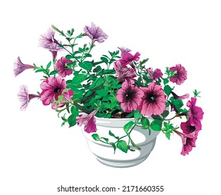 Flores de petunia rosadas y violetas en una olla blanca sobre un fondo blanco.