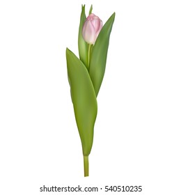 Pink and purple tulip isolated. EPS 10 vector file included