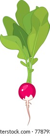 Pink radish with green leaves on white background
