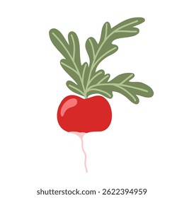 Pink radish with green top isolated on white background. Vector hand drawn illustration. Fresh and healthy home garden vegetable product. Farm food icon for web, print, sticker