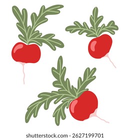 Pink radish with green tops vector set isolated on white background. Hand drawn illustrations. Fresh and healthy home garden vegetable product. Farm food icons for web, print, sticker