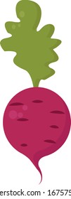 Pink radish, illustration, vector on white background.