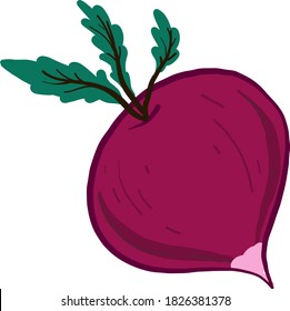 Pink radish, illustration, vector on white background