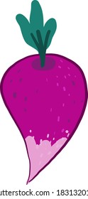 Pink radish, illustration, vector on white background