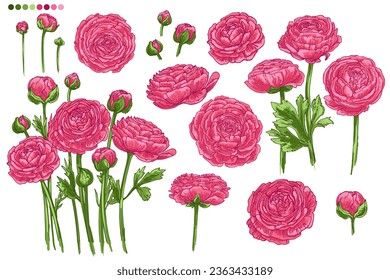 Pink Ranunculus. Vector drawing of pink buttercups on a white background. Floral elements for decoration.