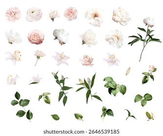 Rosa ranunculus, peônia branca, rosa rosa ruiva, magnólia, lírio branco, camélia, botões florais e verde vetor design casamento conjunto de mola. Aquarela floral de verão. Os elementos são isolados e editáveis