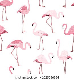 Pink red exotic flamingo birds species seamless pattern. Detailed feather drawing. Standing moving leaning postures. Isolated on clean white background. Africa America continents fauna.