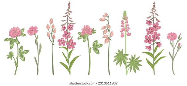 pink and red field flowers, vector drawing wild flowering plants isolated at white background, floral elements, hand drawn botanical illustration