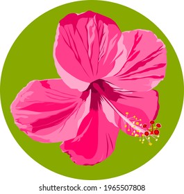 Pink, red hibiscus vector isolated