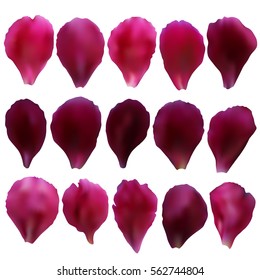 Pink and red realistic vector rose petals set isolated on a white background.