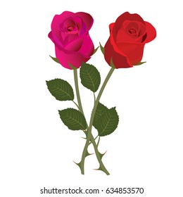 a pink and red rose on white background