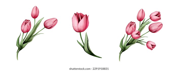 Pink or Red tulip flowers watercolor collection. Set of spring and summer flowers painting isolated on white background. Vector illustration