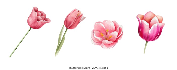 Pink or Red tulip flowers watercolor collection. Set of spring and summer flowers painting isolated on white background. Vector illustration